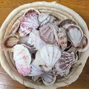 Decorative Seashell Collection. Lot of 60+ shells.
